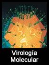 Virología